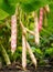 Ripe kidney bean growing on farm.Â Bush with bunch of podsÂ of haricot plant.